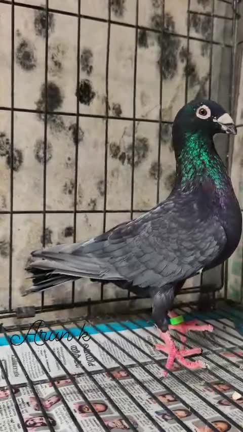 Fantail Pigeon, farm video