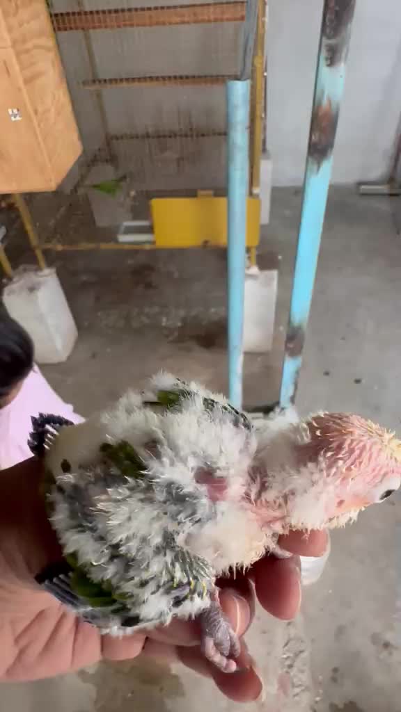 Small Cheek Conure, farm video