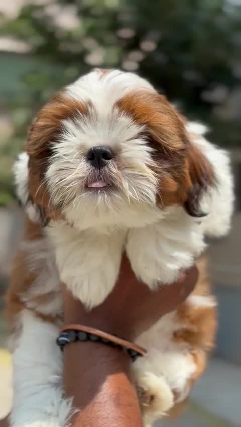 Shih Tzu | Black Color, farm video