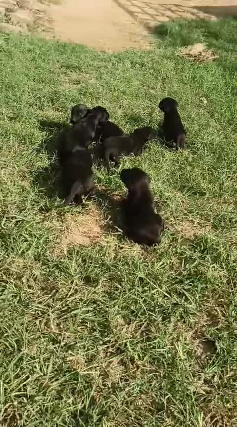 Beagle Black & Tan Puppy, farm video