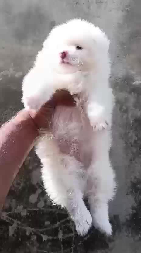 Culture Toy Pom Puppy, farm video