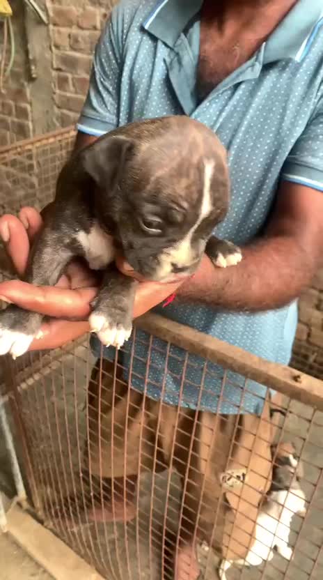 American Bully Pocket Size Puppy, farm video