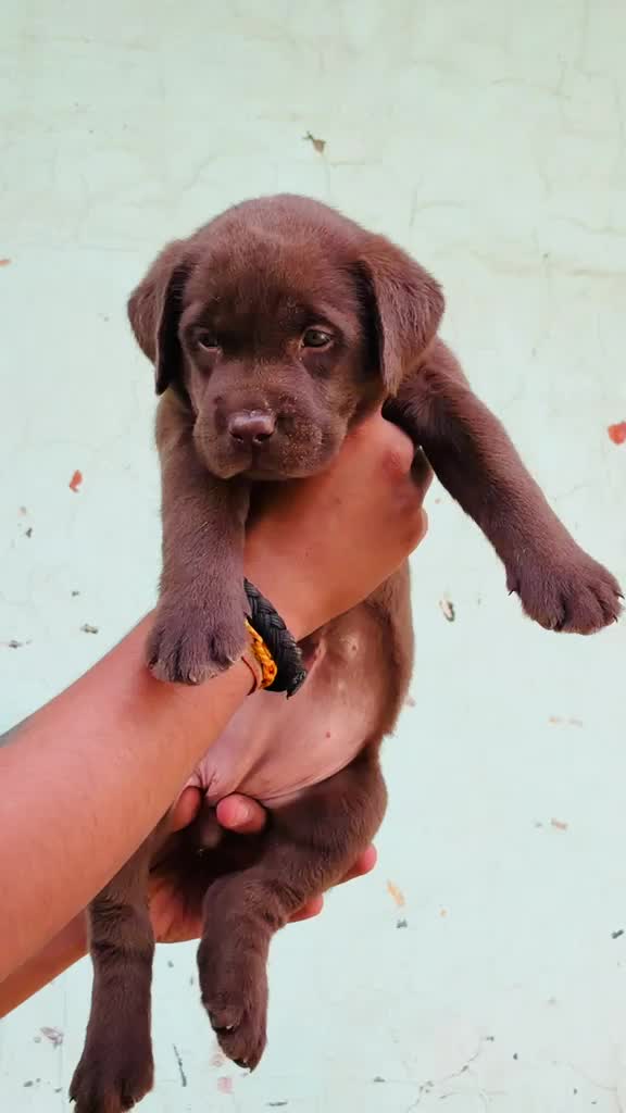 Beagle Black & Tan Puppy, farm video