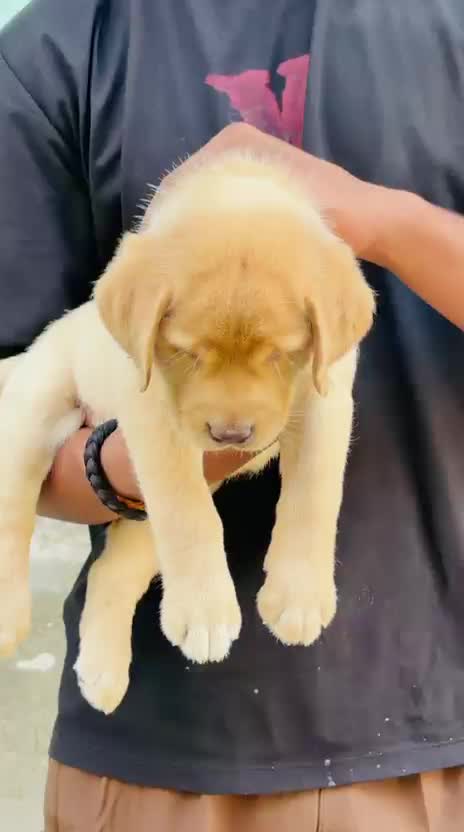 Beagle Black & Tan Puppy, farm video