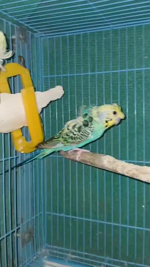 Chotiyal Pigeon, farm video