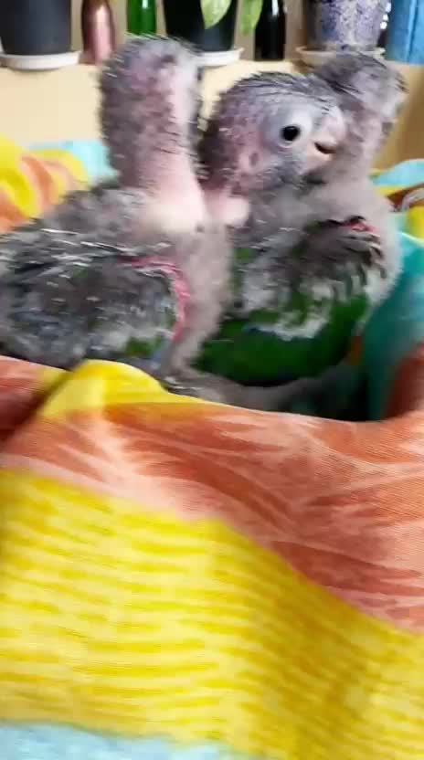 Small Cheek Conure, farm video