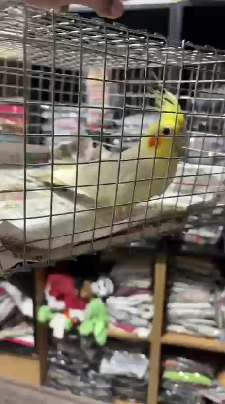 Cockatiel, farm video