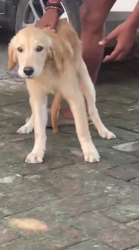 Golden Retriever, farm video