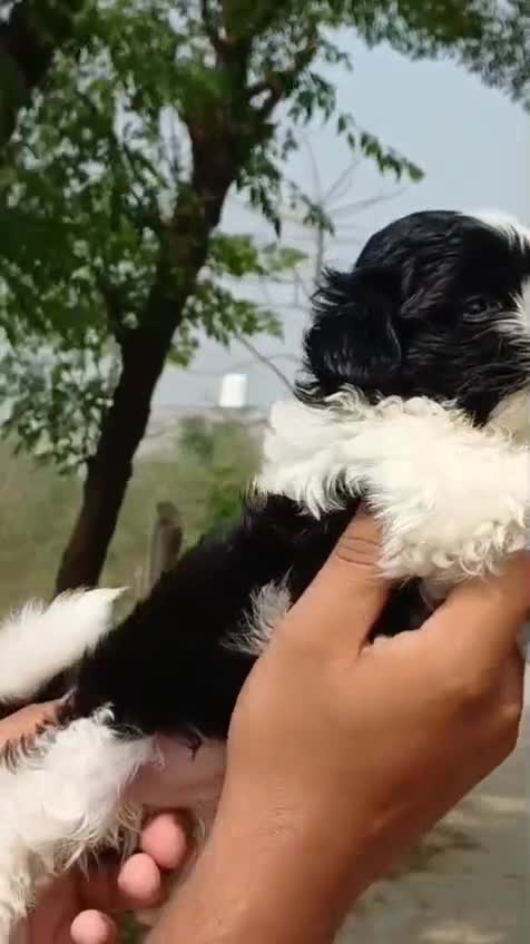 Shih Tzu | Black Color, farm video