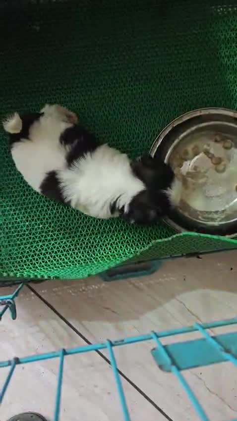 Shih Tzu | Black Color, farm video