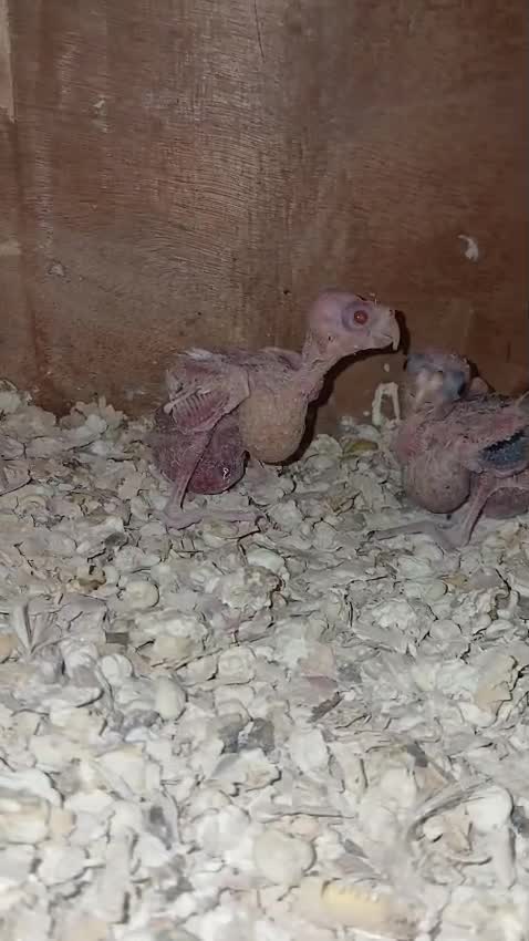 Cockatiel, farm video