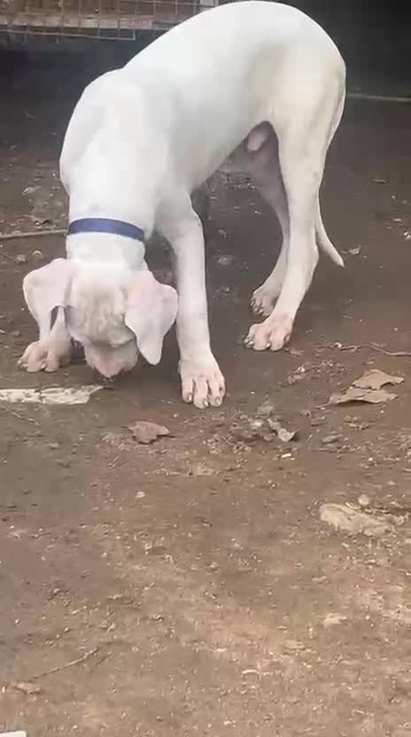 Dogo Argentino Puppy, farm video