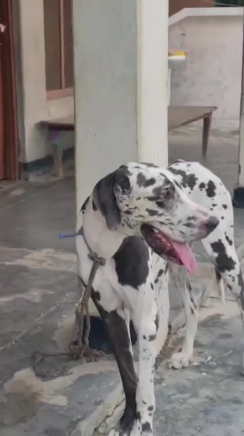 Great Dane Puppy, farm video