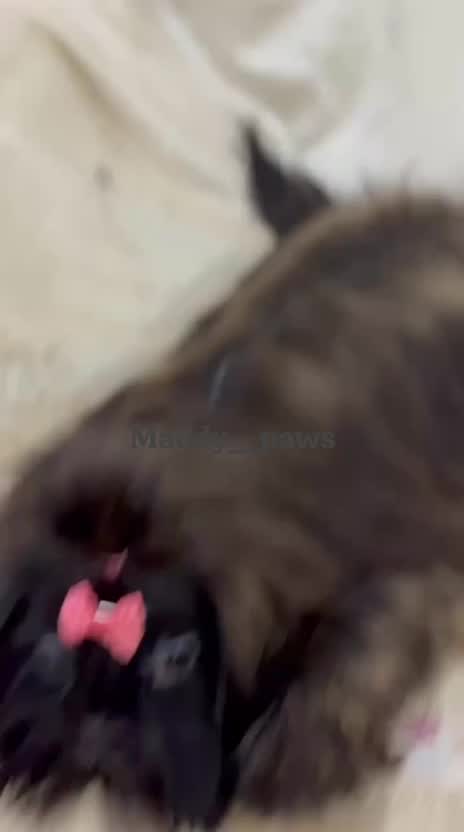 Shih Tzu | Black Color, farm video