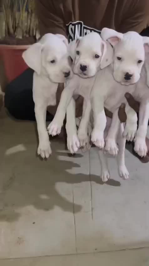 Boxer Puppy, farm video