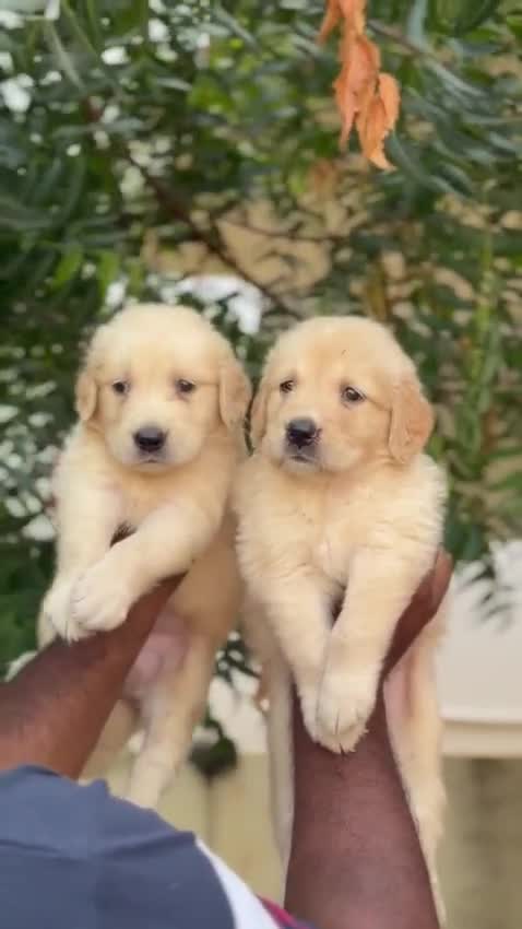 Golden Retriever, farm video