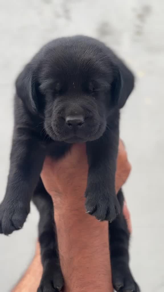 Beagle Black & Tan Puppy, farm video