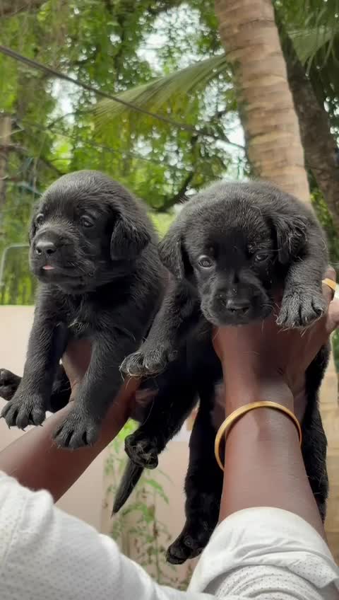 Beagle Black & Tan Puppy, farm video