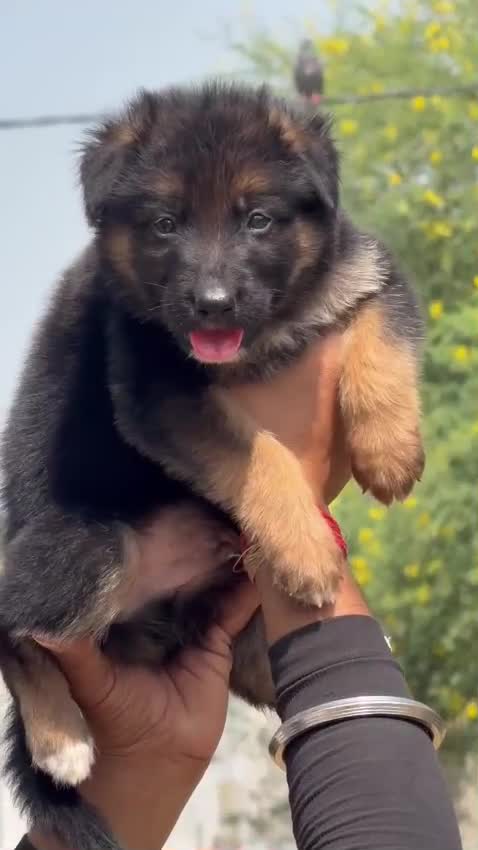 German Shepherd Puppy, farm video