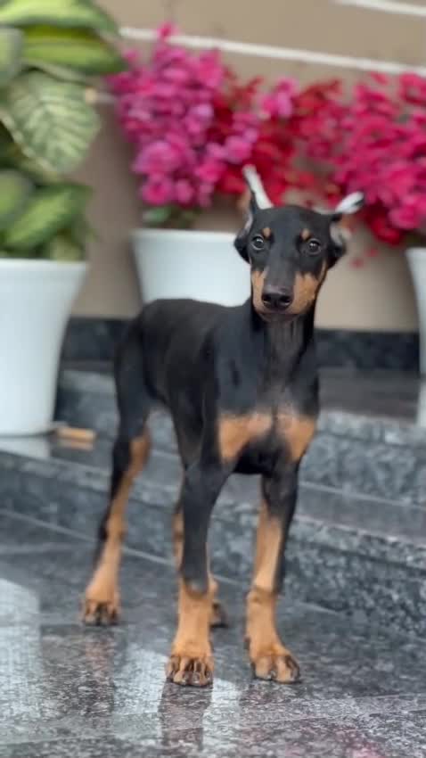 Dachshund Puppy | Brown, farm video
