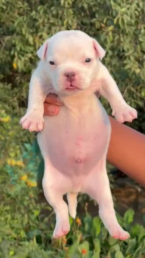 American Bully Pocket Size Puppy, farm video