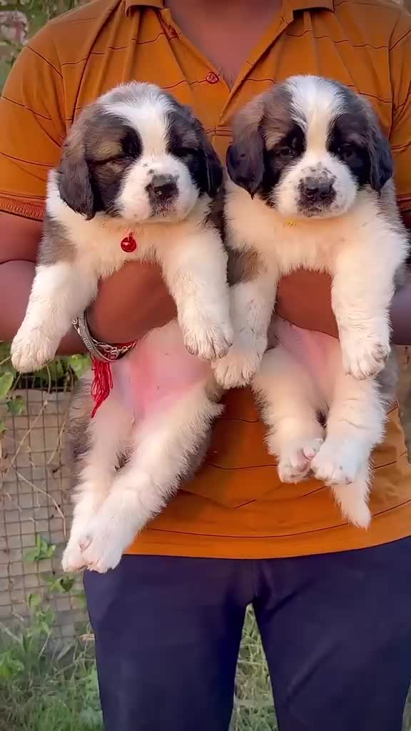 Dachshund Puppy | Brown, farm video
