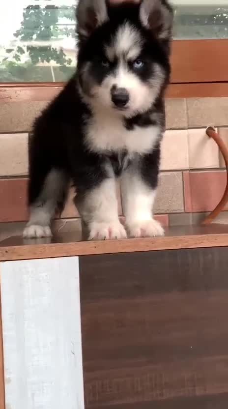 Siberian Husky Puppy | Black & White Color, farm video