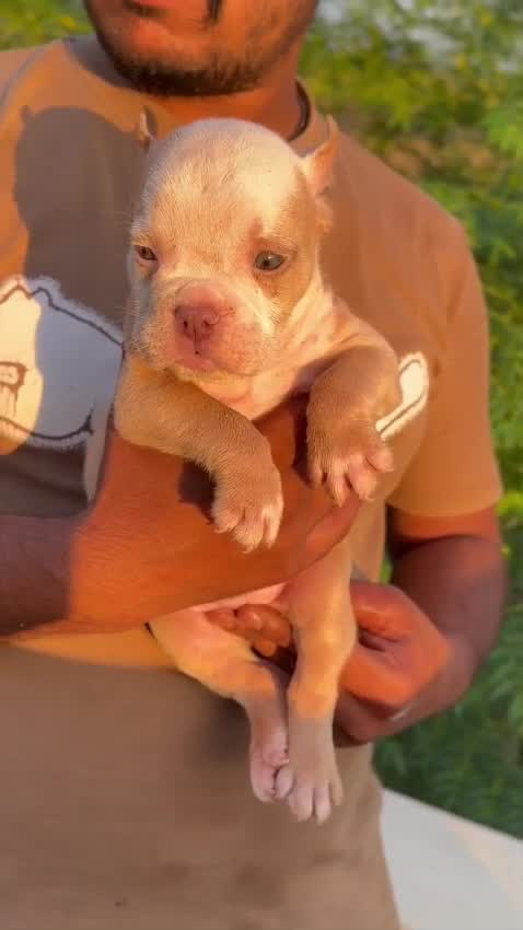 American Bully Pocket Size Puppy, farm video