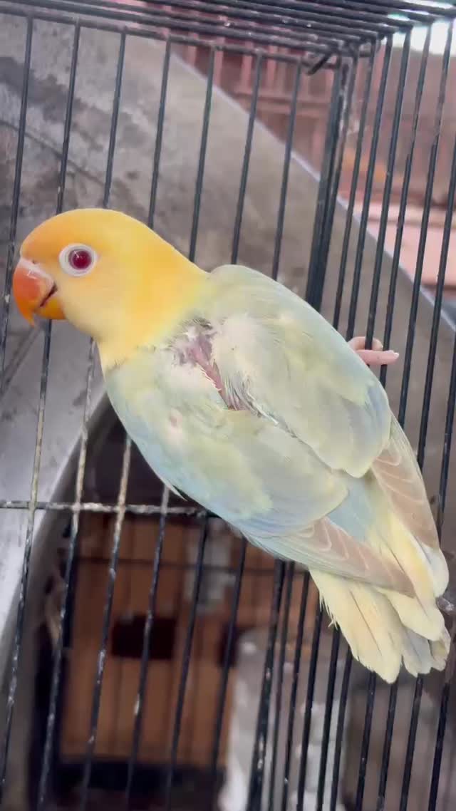 Blue Throated Conure, farm video
