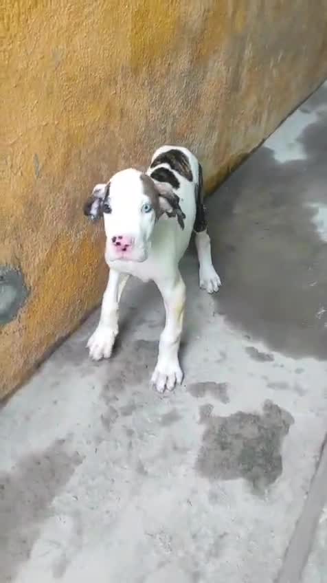 Rottweiler Puppy, farm video