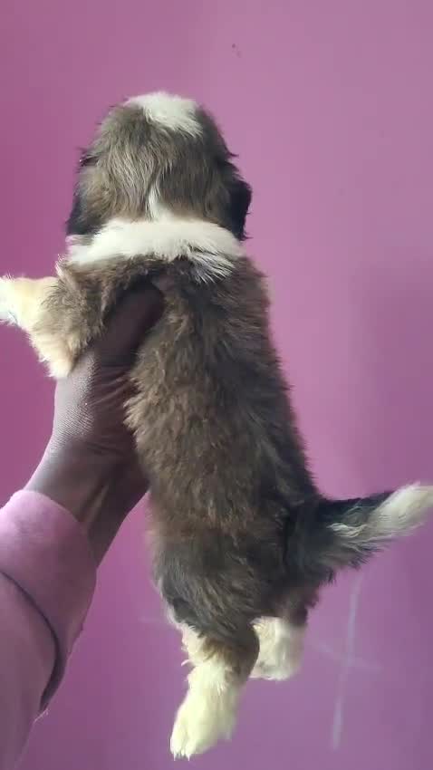 Shih Tzu | Black Color, farm video