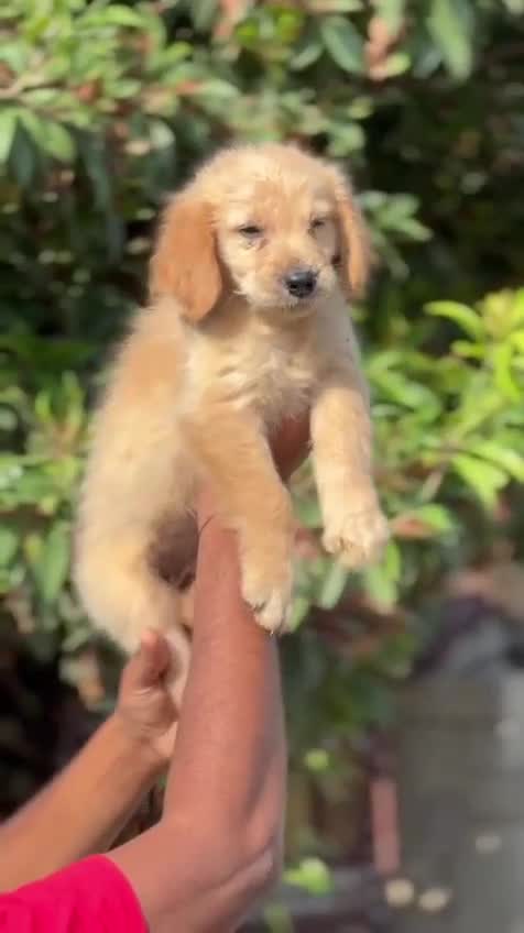 Golden Retriever, farm video