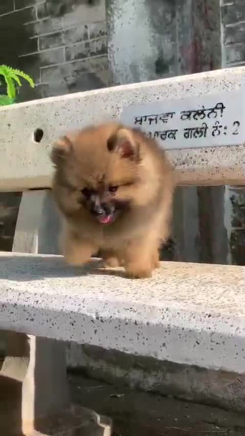 Culture Pom Puppy, farm video