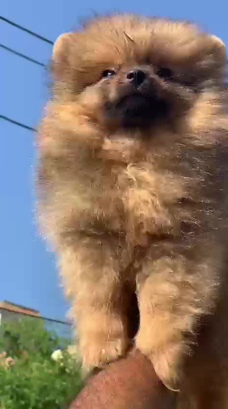 Culture Pom Puppy, farm video