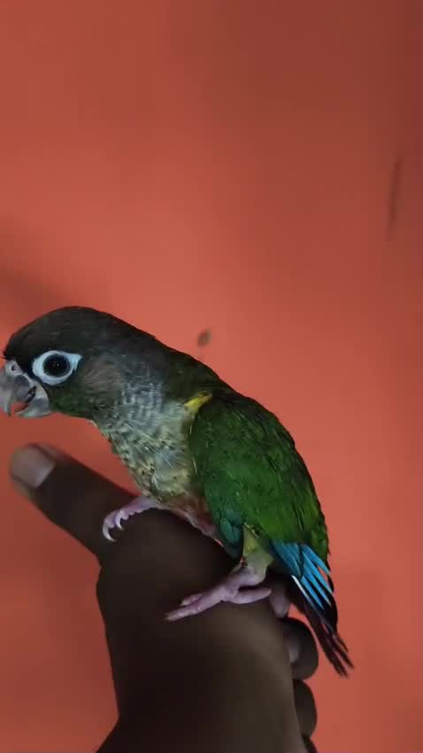 Blue Throated Conure, farm video