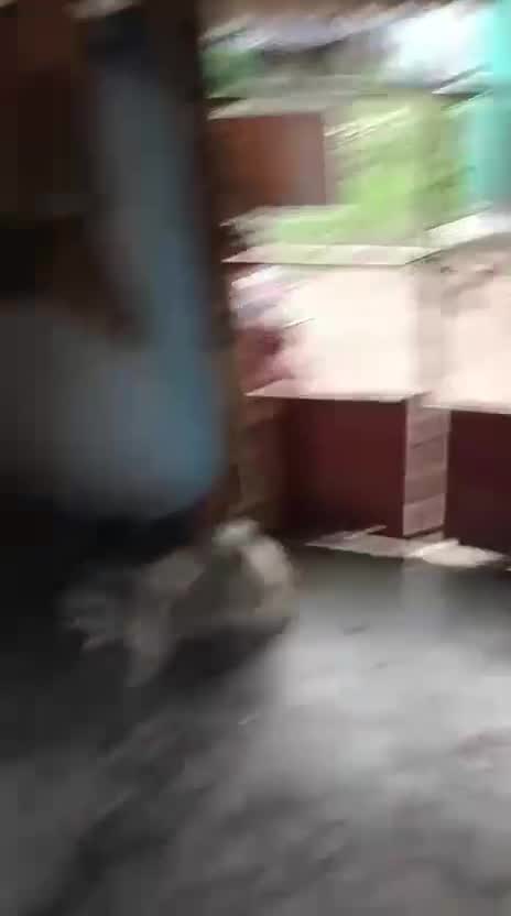 Shih Tzu | Black Color, farm video