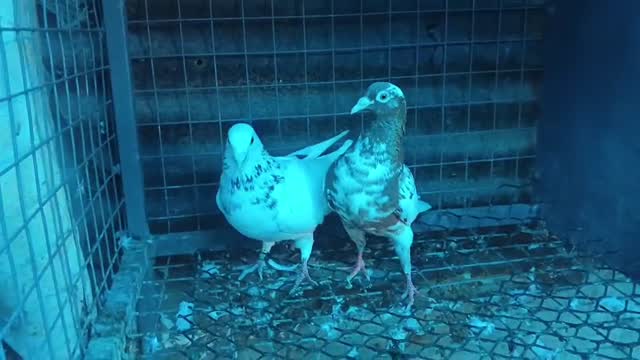 Highflyer Pigeon, farm video