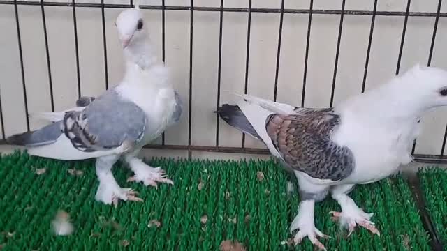 Highflyer Pigeon, farm video