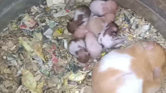 Dwarf Hamster Babies | Adults, farm video