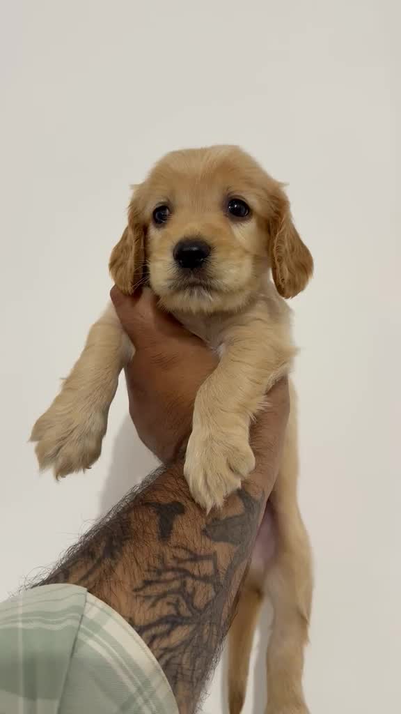 Cocker Spaniel Puppy, farm video
