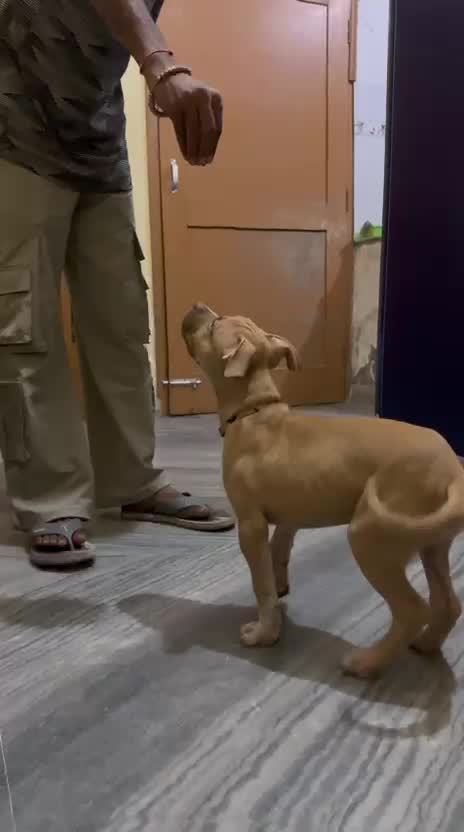 Pitbull Terrier Puppy, farm video