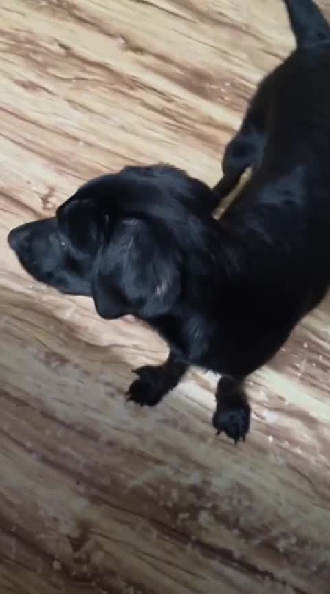 Beagle Black & Tan Puppy, farm video