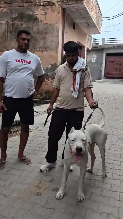 Dogo Argentino Puppy, farm video
