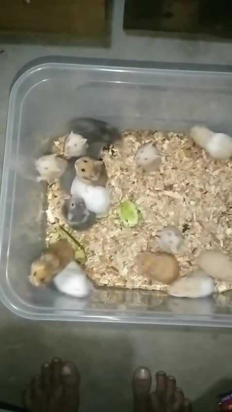 Dwarf Hamster Babies | Adults, farm video