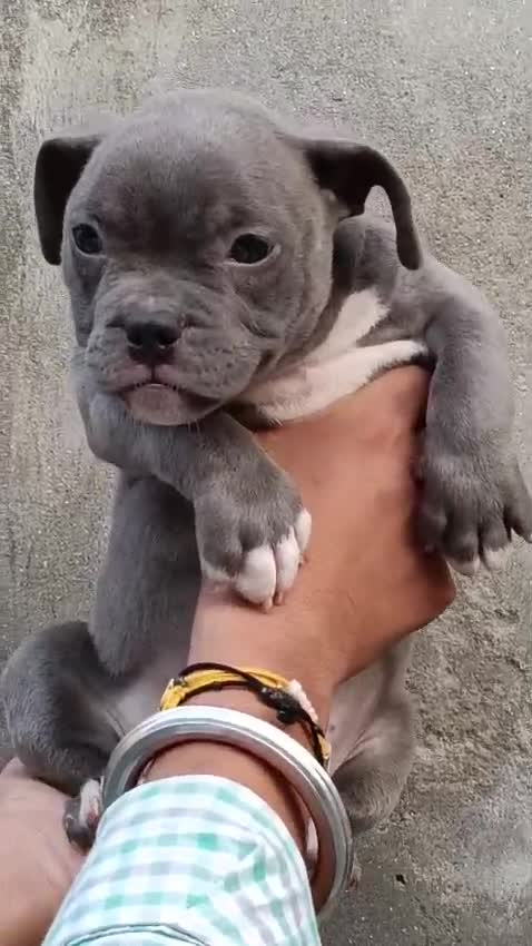 American Bully Pocket Size Puppy, farm video