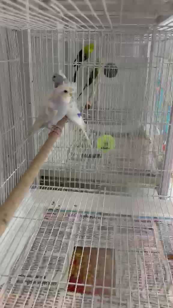 Homer Pigeon, farm video