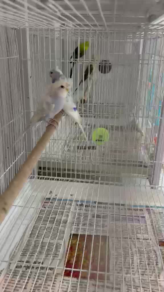 Homer Pigeon, farm video