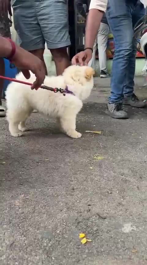 Chow Chow Puppies, farm video