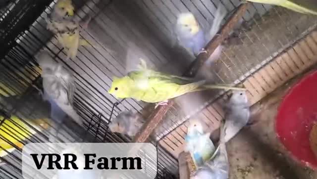 Helicopter Budgies, farm video