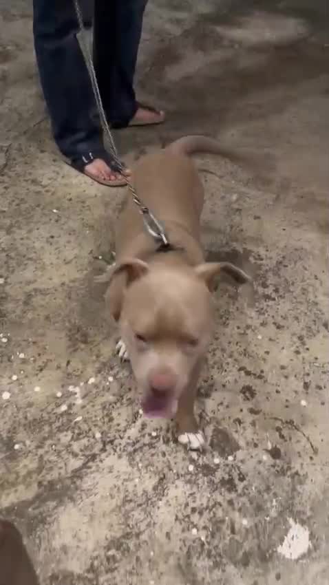 American Bully Pocket Size Puppy, farm video